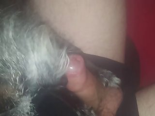 Terrier Bitch Licks My Foreskin Back And Eats My Precum