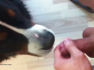 Dad And Dog