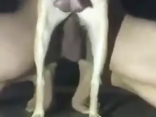 Dog Fucker8