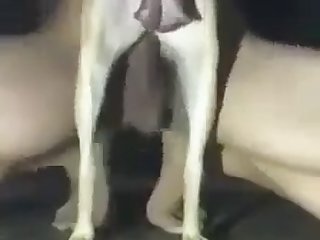 Dog Fucker8