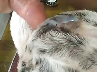 Keeping The Bitch Full Of Semen Manteniendo La Perra Llena De Semen