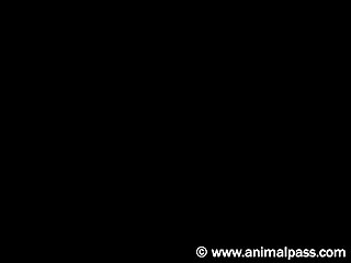 Couple And Dog