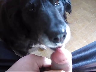 Canine Cleanup