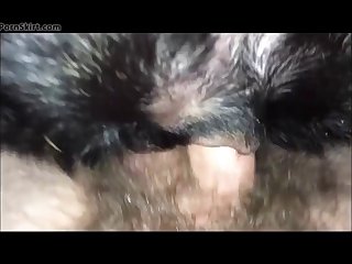 Rottweiler Bitches Compilation