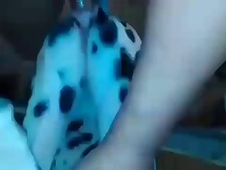 Fucking A Dalmatian And Husky