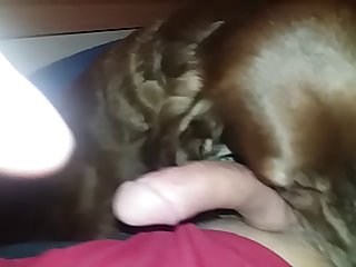Licker Dog