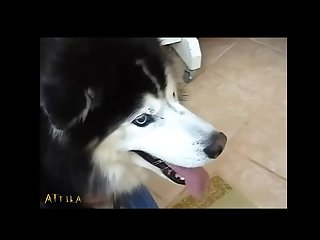 Zoofilia Xxx Con Perro
