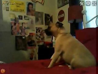 Porno Gay Zoofilia Perro