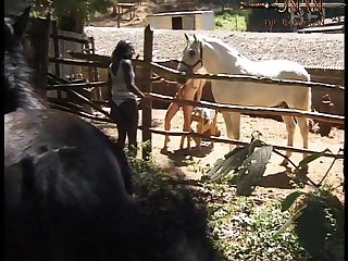 Sex Animal Gay Video